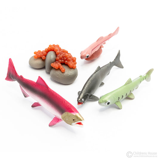 Life Cycle of Salmon Objects