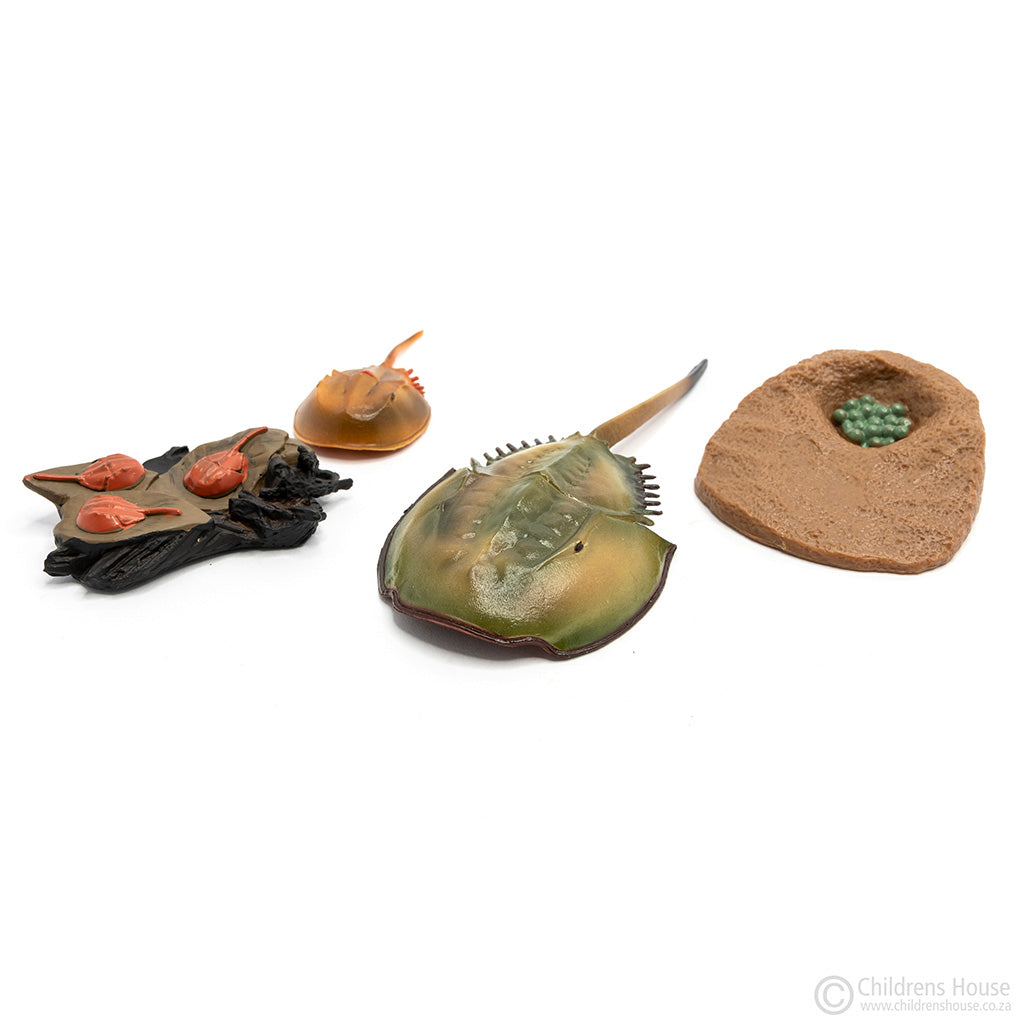 Life Cycle of the Horseshoe Crab: Objects