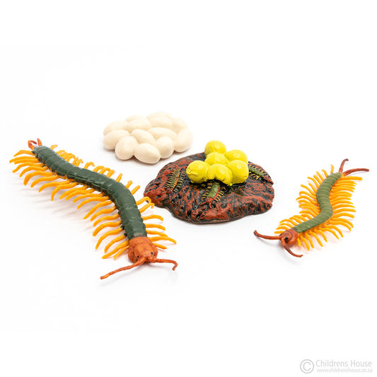 Life Cycle of Centipede Objects