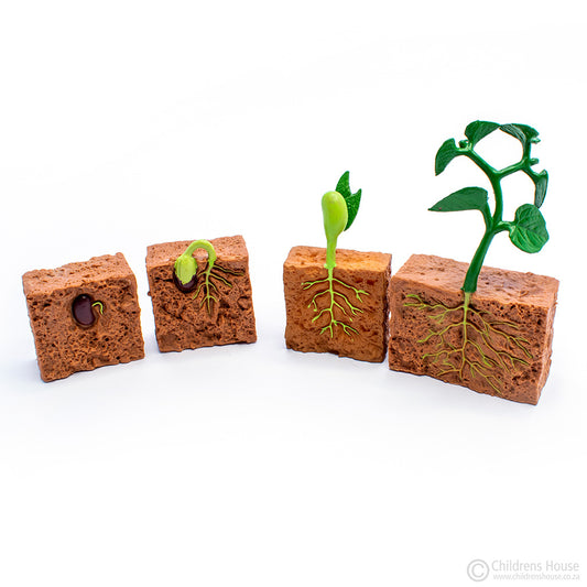 Life Cycle of Green Bean Plant: Objects